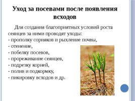 Лесные питомники: технология выращивания сеянцев, слайд 42
