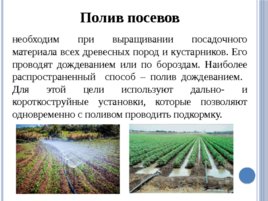 Лесные питомники: технология выращивания сеянцев, слайд 49