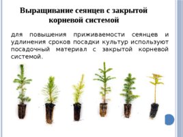 Лесные питомники: технология выращивания сеянцев, слайд 61