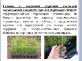 Лесные питомники: технология выращивания сеянцев, слайд 62