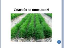 Лесные питомники: технология выращивания сеянцев, слайд 72