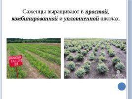 Лесные питомники: технология выращивания саженцев и посадочного материала вегетативного происхождения, слайд 10