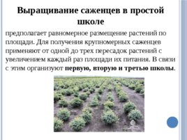 Лесные питомники: технология выращивания саженцев и посадочного материала вегетативного происхождения, слайд 11