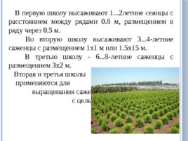 Лесные питомники: технология выращивания саженцев и посадочного материала вегетативного происхождения, слайд 12
