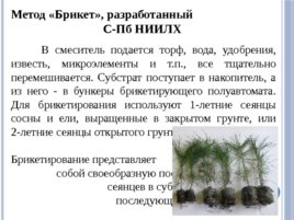 Лесные питомники: технология выращивания саженцев и посадочного материала вегетативного происхождения, слайд 19