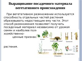 Лесные питомники: технология выращивания саженцев и посадочного материала вегетативного происхождения, слайд 21