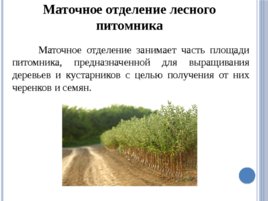 Лесные питомники: технология выращивания саженцев и посадочного материала вегетативного происхождения, слайд 22