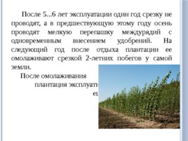 Лесные питомники: технология выращивания саженцев и посадочного материала вегетативного происхождения, слайд 25