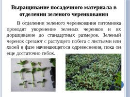 Лесные питомники: технология выращивания саженцев и посадочного материала вегетативного происхождения, слайд 29