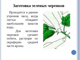 Лесные питомники: технология выращивания саженцев и посадочного материала вегетативного происхождения, слайд 30