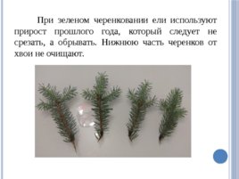 Лесные питомники: технология выращивания саженцев и посадочного материала вегетативного происхождения, слайд 31