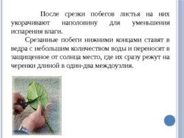 Лесные питомники: технология выращивания саженцев и посадочного материала вегетативного происхождения, слайд 32