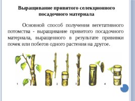 Лесные питомники: технология выращивания саженцев и посадочного материала вегетативного происхождения, слайд 34