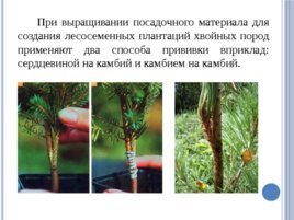 Лесные питомники: технология выращивания саженцев и посадочного материала вегетативного происхождения, слайд 35