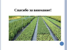 Лесные питомники: технология выращивания саженцев и посадочного материала вегетативного происхождения, слайд 40