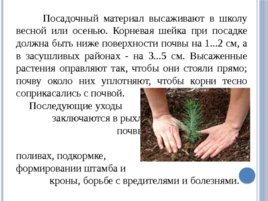 Лесные питомники: технология выращивания саженцев и посадочного материала вегетативного происхождения, слайд 8