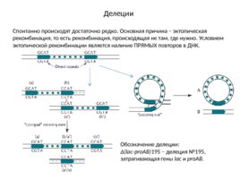 Мутации, слайд 14