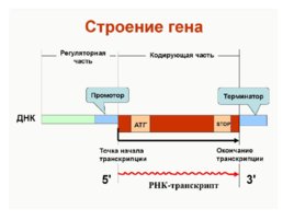 Редокс-биология клети, слайд 13