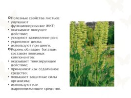 Лекарственный и съедобные растения, слайд 7