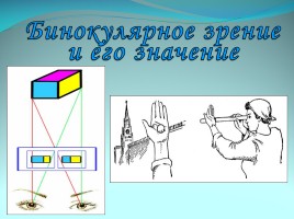 Ухудшение зрения у школьников и пути решения проблемы, слайд 17