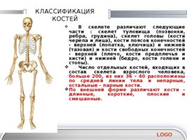 Основы строения опорно-двигательного аппарата, слайд 21