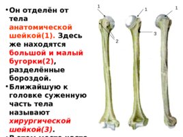 Скелет верхних и нижних конечностей, слайд 10