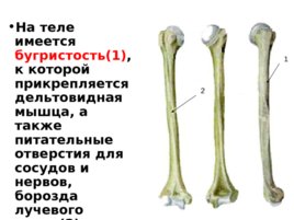 Скелет верхних и нижних конечностей, слайд 11
