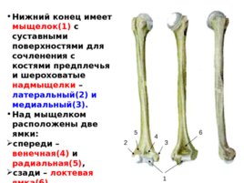 Скелет верхних и нижних конечностей, слайд 12