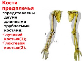 Скелет верхних и нижних конечностей, слайд 13