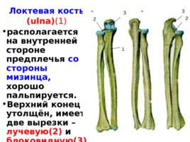 Скелет верхних и нижних конечностей, слайд 14