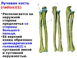 Скелет верхних и нижних конечностей, слайд 16