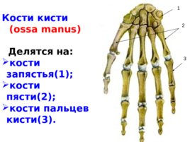 Скелет верхних и нижних конечностей, слайд 18