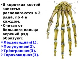 Скелет верхних и нижних конечностей, слайд 19