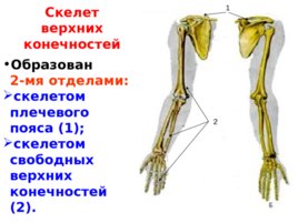 Скелет верхних и нижних конечностей, слайд 2