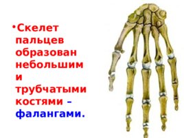 Скелет верхних и нижних конечностей, слайд 22