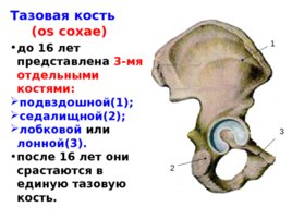 Скелет верхних и нижних конечностей, слайд 27