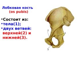 Скелет верхних и нижних конечностей, слайд 32