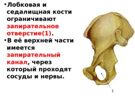 Скелет верхних и нижних конечностей, слайд 33