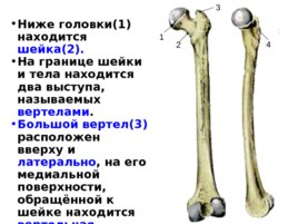Скелет верхних и нижних конечностей, слайд 36