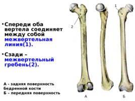 Скелет верхних и нижних конечностей, слайд 38