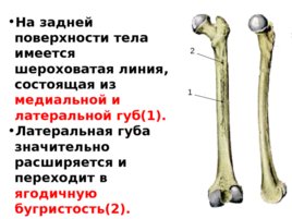 Скелет верхних и нижних конечностей, слайд 39