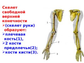 Скелет верхних и нижних конечностей, слайд 4