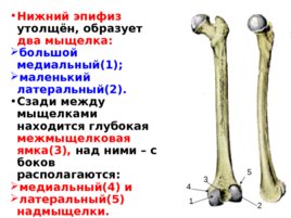 Скелет верхних и нижних конечностей, слайд 40