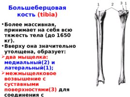 Скелет верхних и нижних конечностей, слайд 43