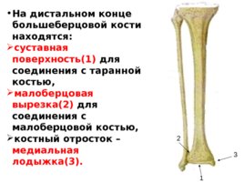 Скелет верхних и нижних конечностей, слайд 45
