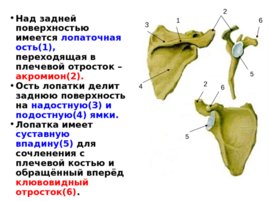 Скелет верхних и нижних конечностей, слайд 8