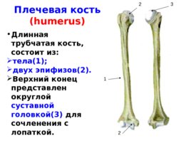 Скелет верхних и нижних конечностей, слайд 9