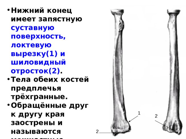 Шиловидный отросток кости