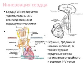 Топографическая анатомия и оперативная хирургия сердца, слайд 10