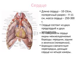 Топографическая анатомия и оперативная хирургия сердца, слайд 3